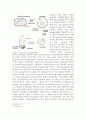 Gene Cloning 실험보고서 5페이지