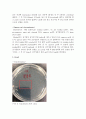Gene Cloning 실험보고서 9페이지