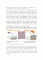 Gram Staining 레포트 2페이지