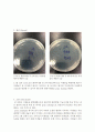 Gram Staining 레포트 4페이지