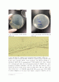 Gram Staining 레포트 5페이지