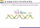 유전자가위 기술 원리, 특징, 활용 및 향후전망 [유전자가위,유전자,유전자 치료,제한효소,징크핑거,탈렌,크리스퍼] 15페이지