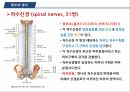 A+++ 건강사정 및 실습 신경계 1.해부와 생리 2.건강력 조사 3.신체검진 4.일반적 건강문제로 사진 자세히 첨부하여 꼼꼼히 작성 16페이지