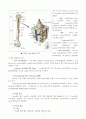  Osteomyelitis 3페이지