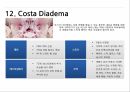 코스타 크루즈 현황 분석 PPT 32페이지