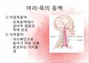 순환계통,혈액,혈액의기능,혈액세포,혈관,대동맥,태아순환 24페이지