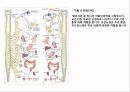 운동을 통한 신경계의 변화,신경의 일반적 이해구조와 기능,뉴런의 구조,감각 운동신경계의 통합 조절 작용 6페이지