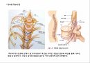 운동을 통한 신경계의 변화,신경의 일반적 이해구조와 기능,뉴런의 구조,감각 운동신경계의 통합 조절 작용 8페이지