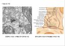 운동을 통한 신경계의 변화,신경의 일반적 이해구조와 기능,뉴런의 구조,감각 운동신경계의 통합 조절 작용 14페이지