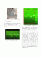 플라스미드 DNA의 분리 및 제한효소 절단과 Agarose Gel 전기영동 실험 실습 5페이지