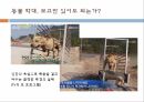 동물학대,허술한동물보호법,동물학대해결방안,동물보호단체,애완동물,애완동물이아동에게미치는긍정적영향,동물의권리,환경부멸종위기동물 6페이지