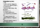 (A+)피로의 전반적인 내용에 관한 ppt 발표 자료입니다. 15페이지