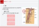감각계통,외피,시각기관,평형감각,청각기관,후각기관,미각기관 7페이지