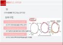 감각계통,외피,시각기관,평형감각,청각기관,후각기관,미각기관 11페이지