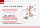 감각계통,외피,시각기관,평형감각,청각기관,후각기관,미각기관 12페이지