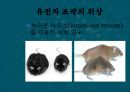 유전자 조작,유전자 조작 식품,유전병 치료,유전자 조작의 방법,유전자 조작의 역사 13페이지