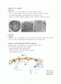 면역과민반응의 종류와 개요 (Hypersensitivity reactions) 4페이지