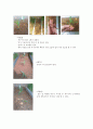 광평옥 관찰지 (초지학 관찰일지) 8페이지