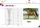 마케팅커뮤니케이션-승마사업 활성화 26페이지