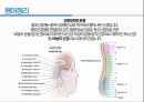 통증생리,통즈으이정의,글곡격계,신경계,말초신경계,감각수용기 37페이지