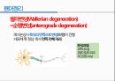 통증생리,통즈으이정의,글곡격계,신경계,말초신경계,감각수용기 45페이지