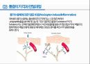 통증의지각과전달과정,통증의신경전달,통증신경회로,연관통증,근막통증후근,척수의신경로,오름조절,통증인지,전기치료 4페이지