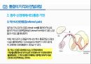 통증의지각과전달과정,통증의신경전달,통증신경회로,연관통증,근막통증후근,척수의신경로,오름조절,통증인지,전기치료 5페이지