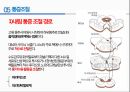 통증의지각과전달과정,통증의신경전달,통증신경회로,연관통증,근막통증후근,척수의신경로,오름조절,통증인지,전기치료 41페이지