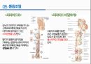 통증의지각과전달과정,통증의신경전달,통증신경회로,연관통증,근막통증후근,척수의신경로,오름조절,통증인지,전기치료 42페이지