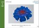 다문화주의 언어,동화주의,배제주의,다문화 주의의 언어정책,동화정책,배제정책,다문화 모델 54페이지
