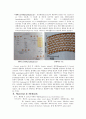 [환경] 화학 레포트 Gram staining 3페이지