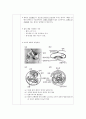 (생물실험) 수정란 (chick embryo) 관찰 실험 2페이지