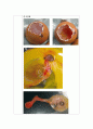 (생물실험) 수정란 (chick embryo) 관찰 실험 4페이지