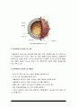 기초간호과학] 1.인플루엔자 바이러스 간호 중재 2. 특발성 혈소판 감소성 자반증 ITP 간호 중재, 방통대 2021년 기초간호과학 5페이지