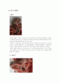 [수업,실습자료] 흰쥐 해부 실험계획서 2페이지