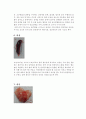 [수업,실습자료] 흰쥐 해부 실험계획서 5페이지