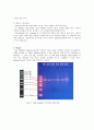 생물화학공학이론및 실험_ Miniprep_PCR_Restriction_Transformation_Liquid culture_Enzyme activity 전 실험 과정 통합 실험 과정_ 결과레포트 [A+] 9페이지