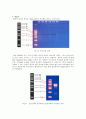 생물화학공학이론및 실험_ Miniprep_PCR_Restriction_Transformation_Liquid culture_Enzyme activity 전 실험 과정 통합 실험 과정_ 결과레포트 [A+] 20페이지