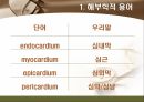 [해부학 A+] 심혈 관계(Cardiovascular System) 용어 정의 및 분석 9페이지
