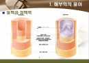 [해부학 A+] 심혈 관계(Cardiovascular System) 용어 정의 및 분석 14페이지