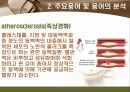 [해부학 A+] 심혈 관계(Cardiovascular System) 용어 정의 및 분석 30페이지