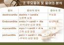 [해부학 A+] 심혈 관계(Cardiovascular System) 용어 정의 및 분석 33페이지
