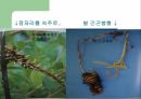 [식품과 영양 A+] 동충하초의 영양 성분 및 효능에 대한 분석 4페이지
