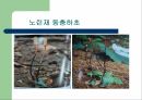 [식품과 영양 A+] 동충하초의 영양 성분 및 효능에 대한 분석 6페이지