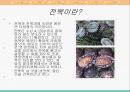 [식품과 영양 A+] 전복의 영양 성분 및 효능에 대한 분석 3페이지