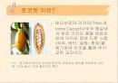 [식품영양] 초콜릿의 성분 및 효능에 대한 분석 3페이지
