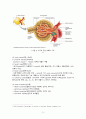 아동간호학 신장의 기능 및 소변의 형성 요약정리과제 A+ 7페이지