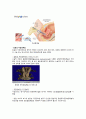 여성간호실습 자궁근종(uterine myoma), 자궁경부암(cervical cancer) 질병고찰(질병연구, 질병보고서, 문헌고찰) A+ 16페이지