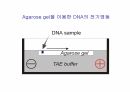DNA생명공학 및 실험
 40페이지