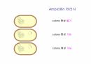 DNA생명공학 및 실험
 77페이지